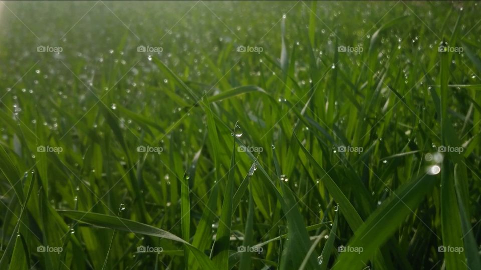 Morning dew drops on grass