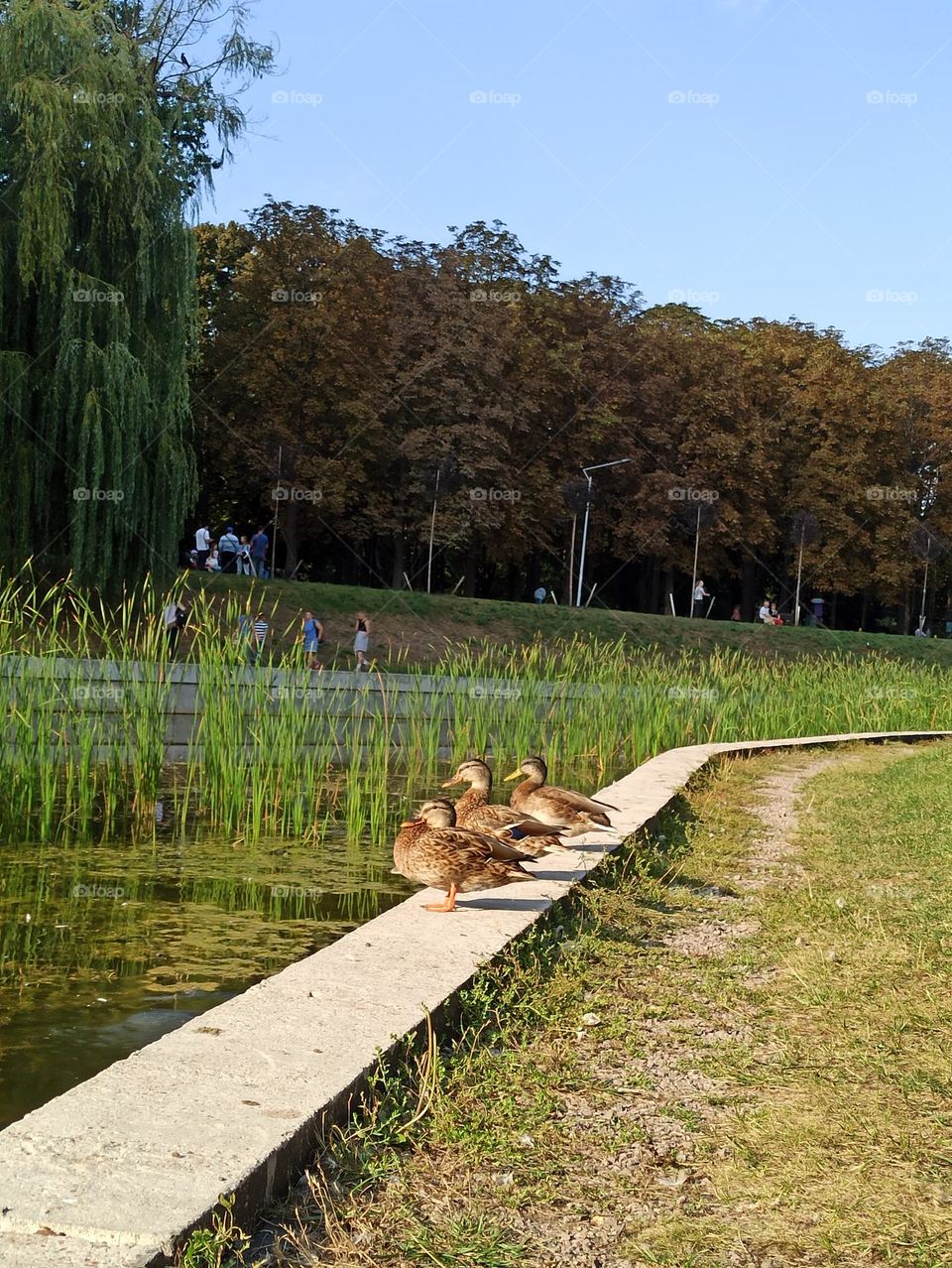ducks bask in the sun