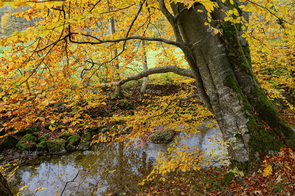 autumn landscape at Maisinger canyon in bavaria, Starnberg. Germany. Stream flowing