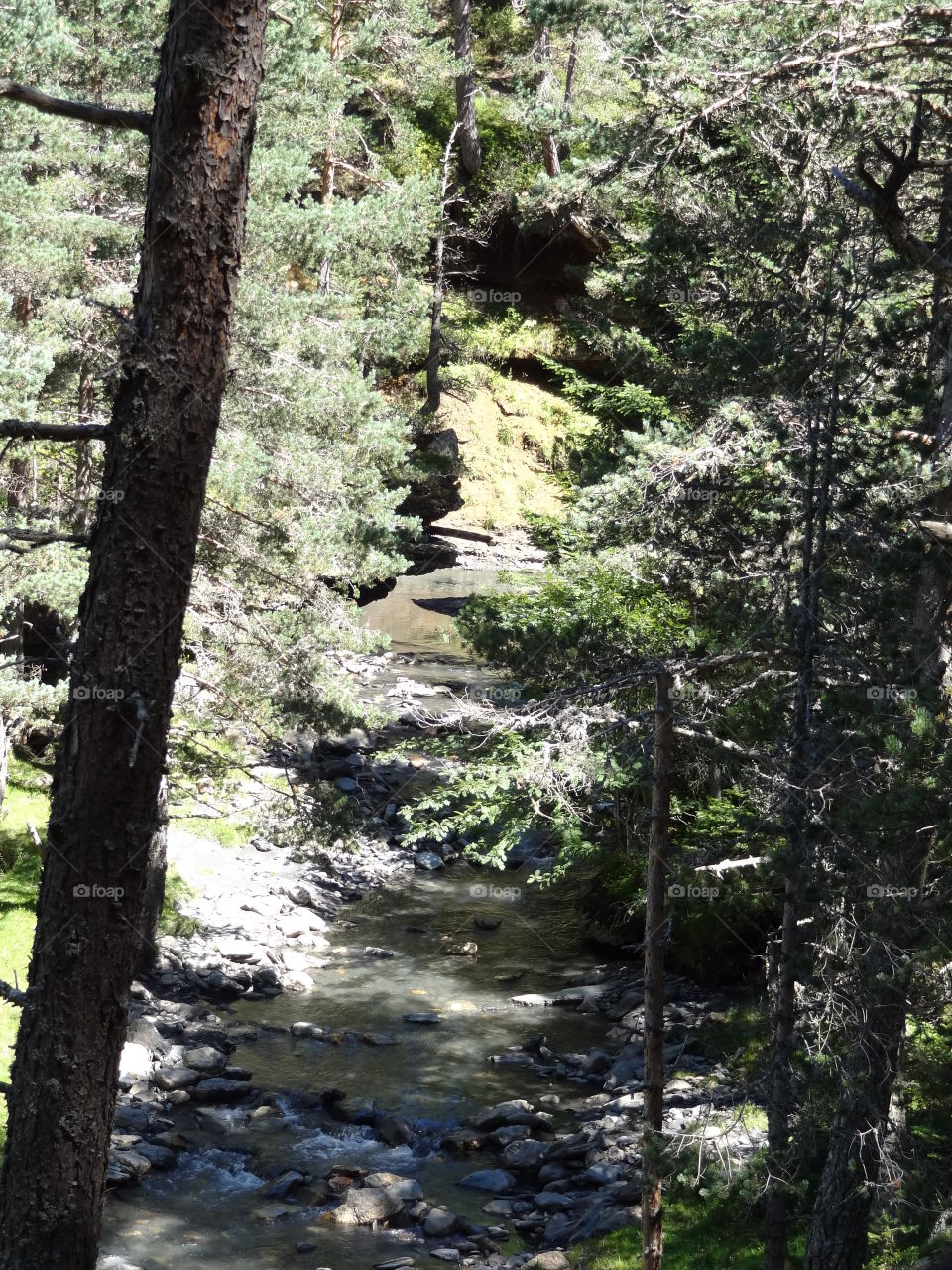 River between forest