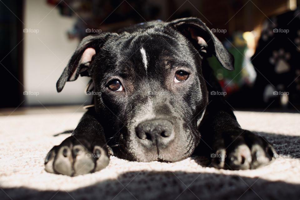 Little cute dog.Amazing pet. Little staffy