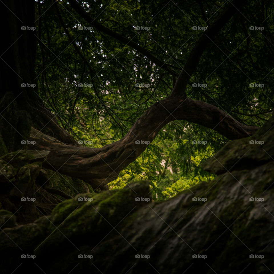 Tree, Wood, Landscape, Leaf, Nature