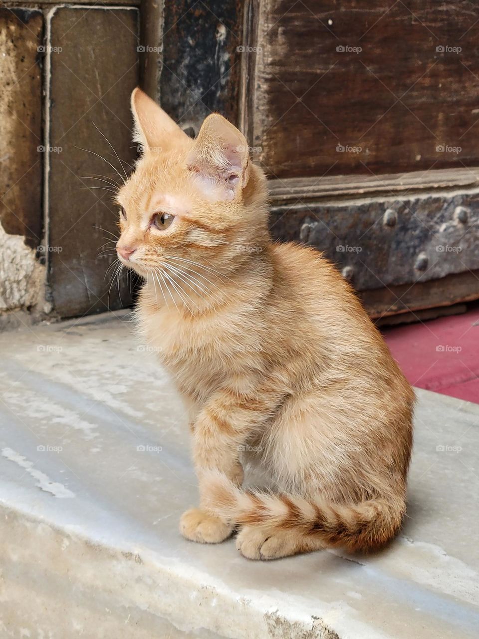 baby cat at Sultan Hassan Mosque Cairo Egypt