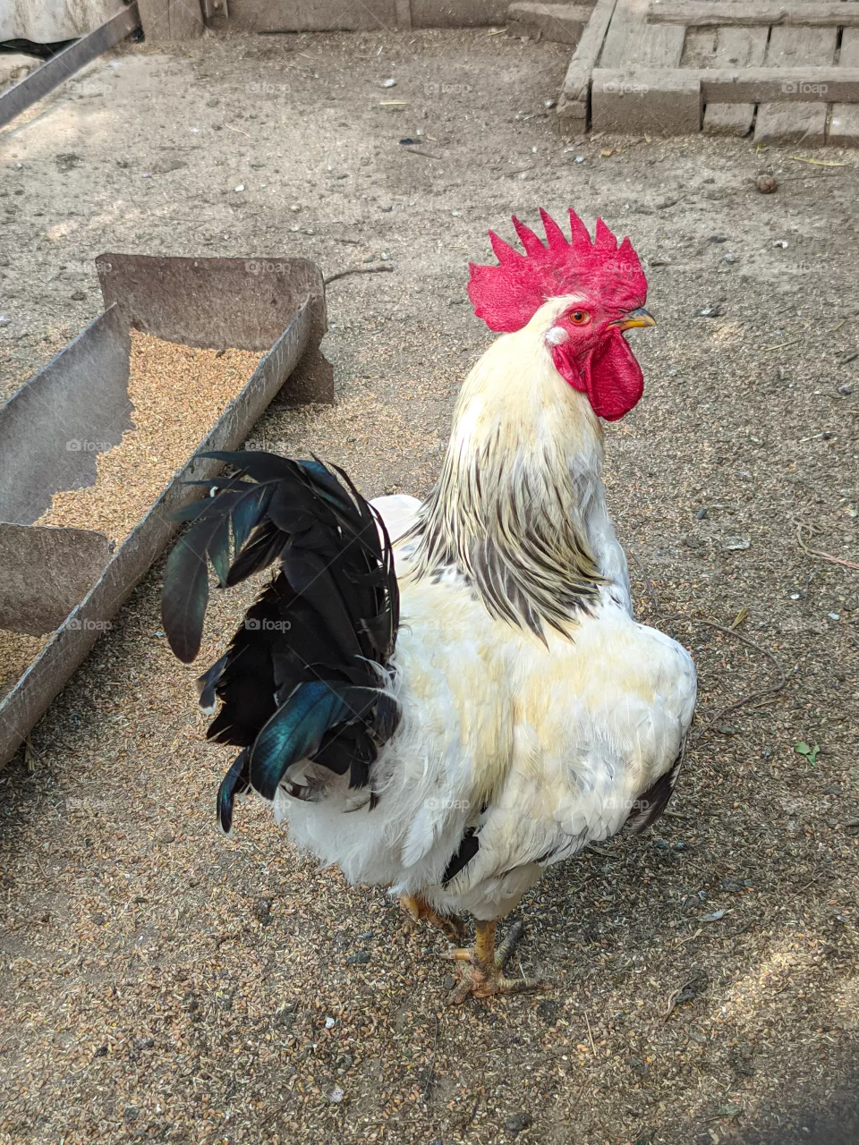 Beautiful cock on the farm