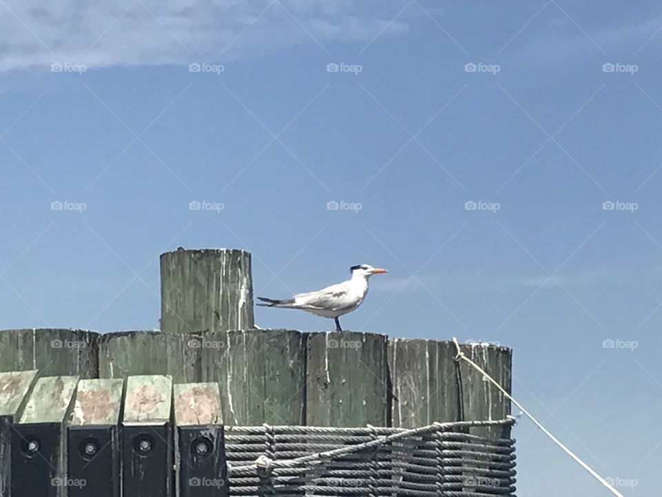 Bird, Seagulls, Nature, Water, No Person