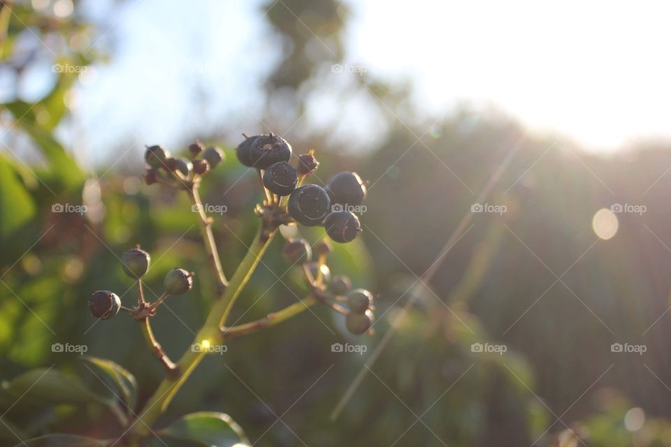 Blueberries in the sunlight 