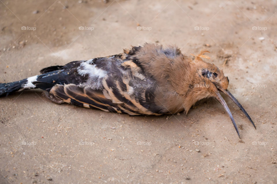 Dead hoopoe bird
