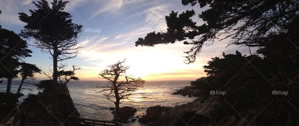 Pebble beach cypress at sunset