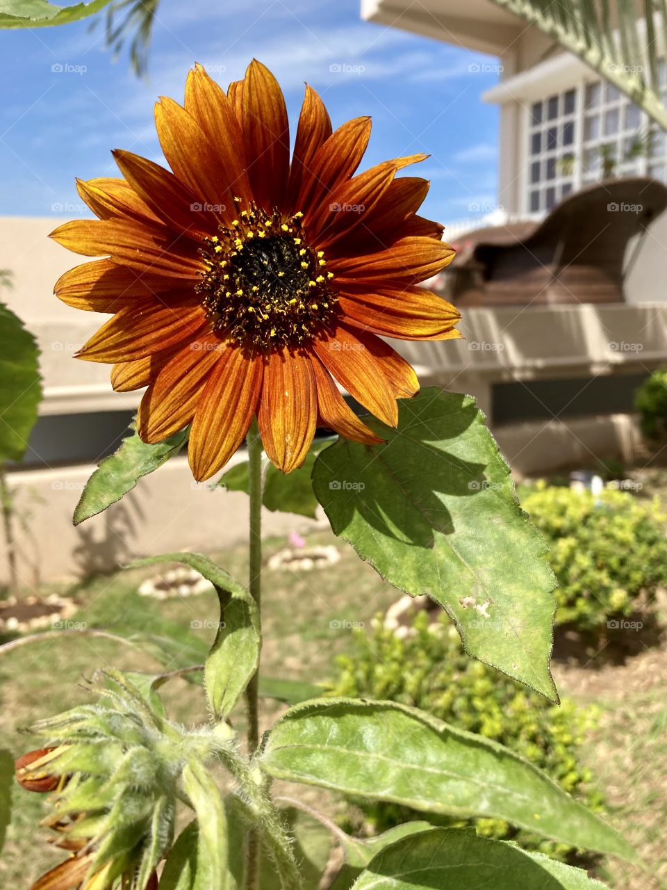 It is the famous “sunflower of the night” / Um girassol muito bonito e formoso que nasceu aqui em casa. É o famoso “girassol da noite”, tão imponente e amado pelos papagaios (que comem suas sementes).