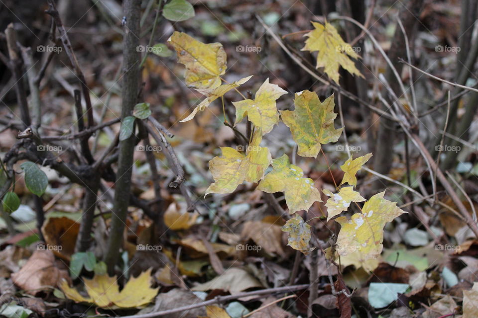 Autumn leaves