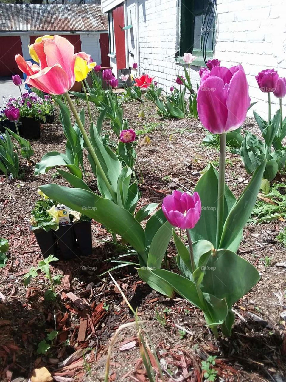 tulips