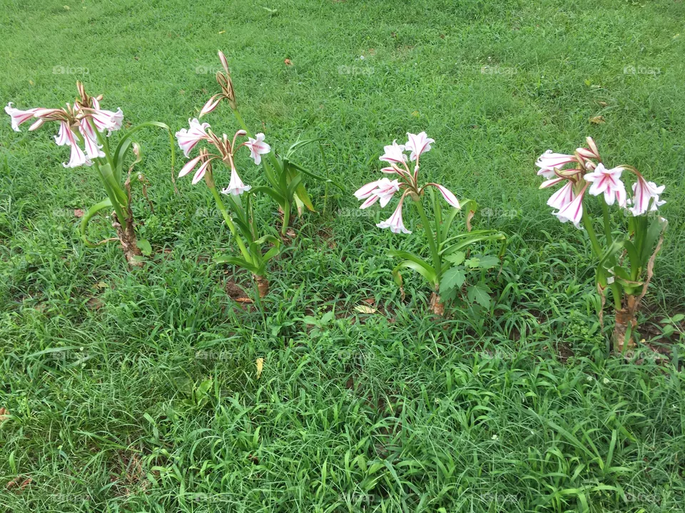 I love my new lilies they have perked up this area of the yard. Slowly I will add to it.