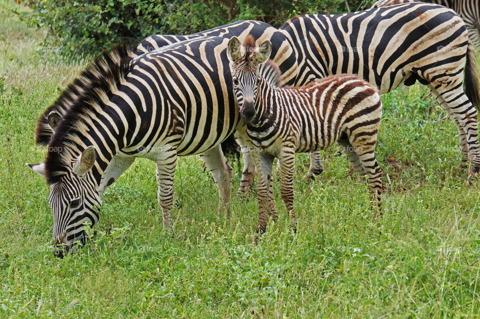 Hanging out in Botswana 