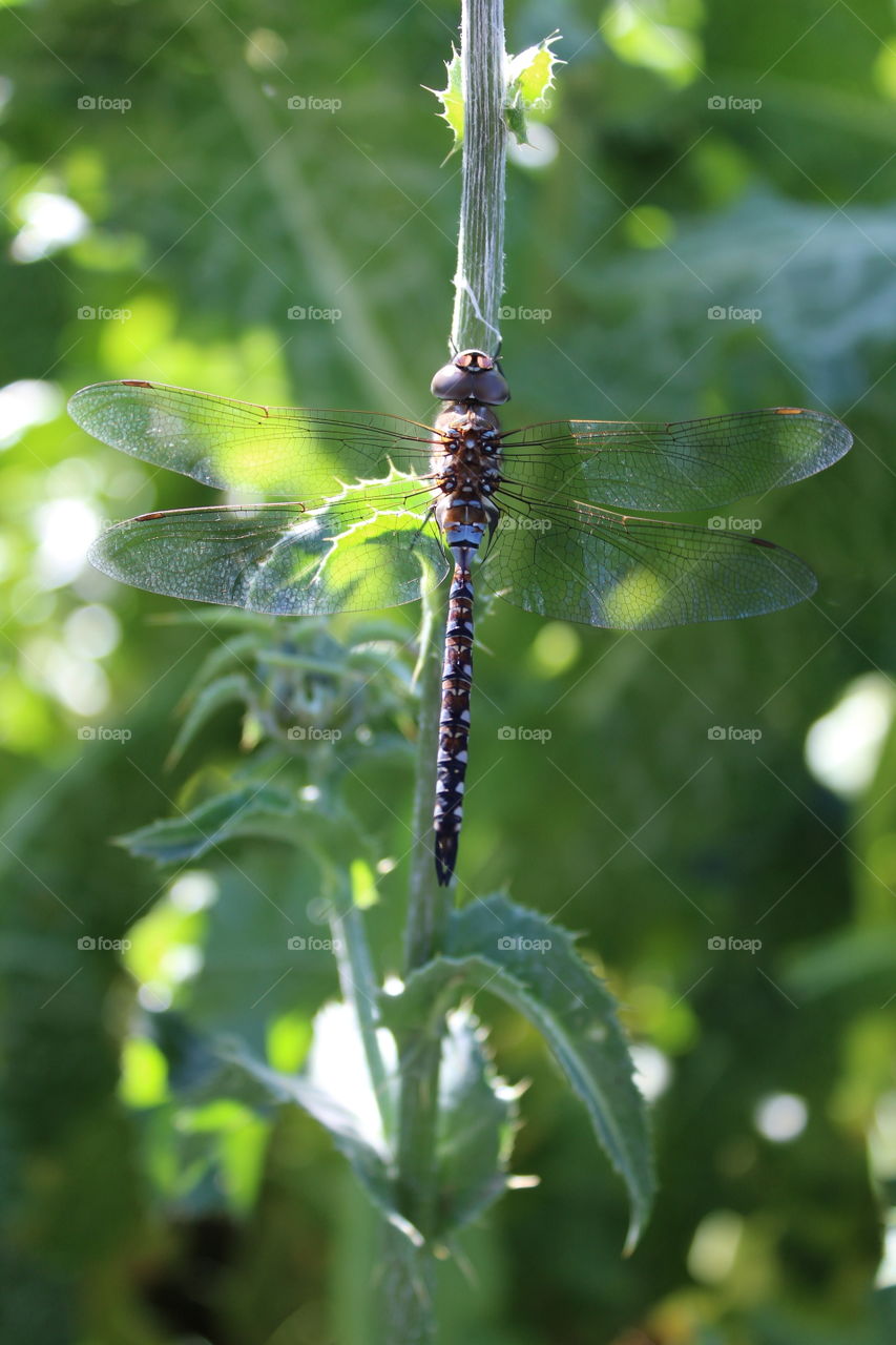 dragonfly