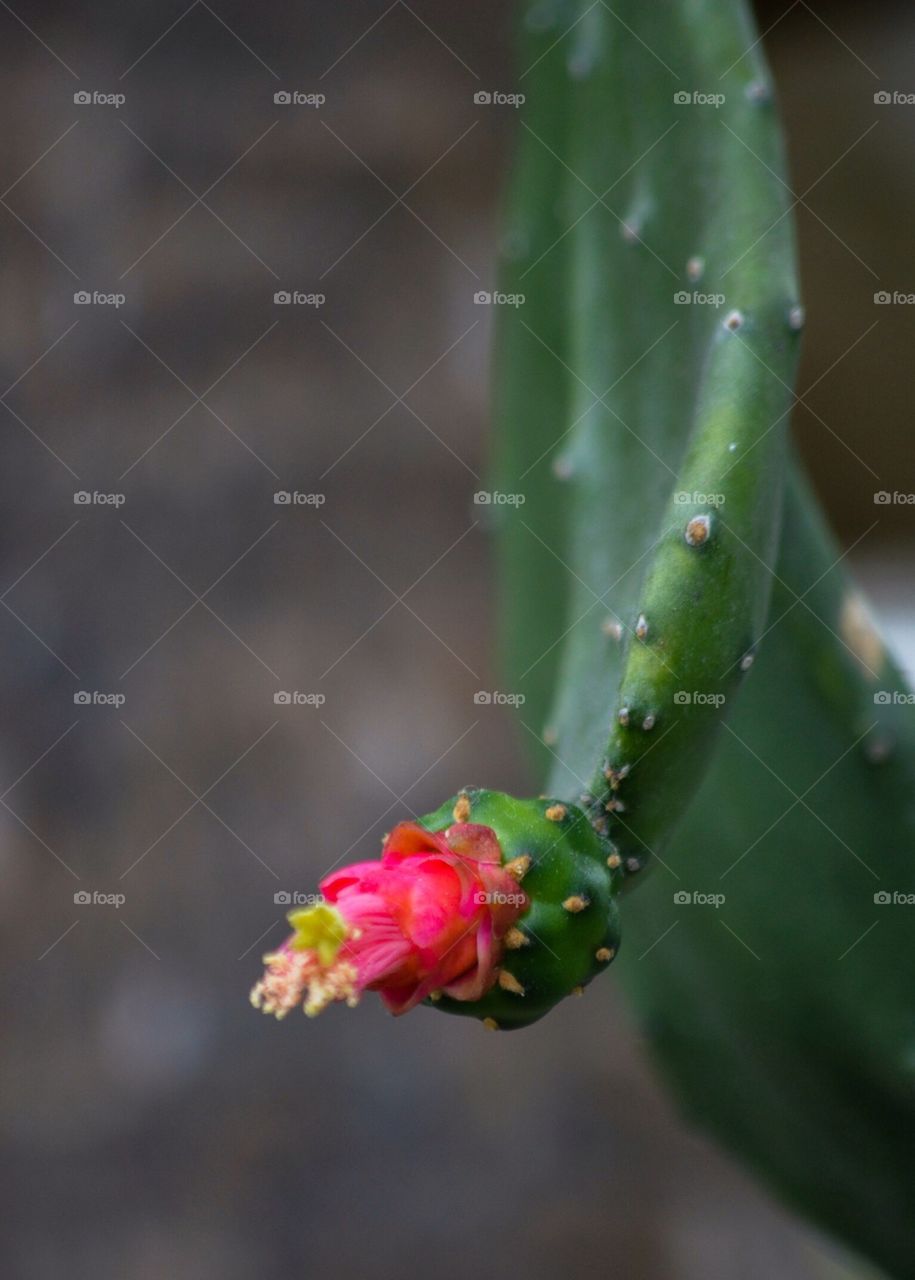 Cactus with flower