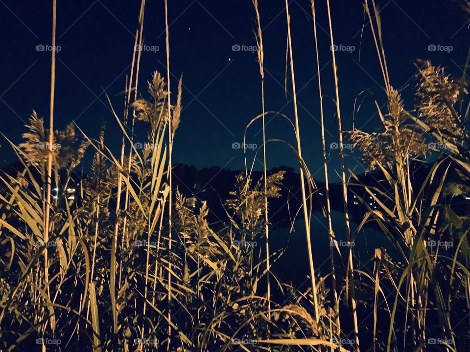 Nighttime view of the lake