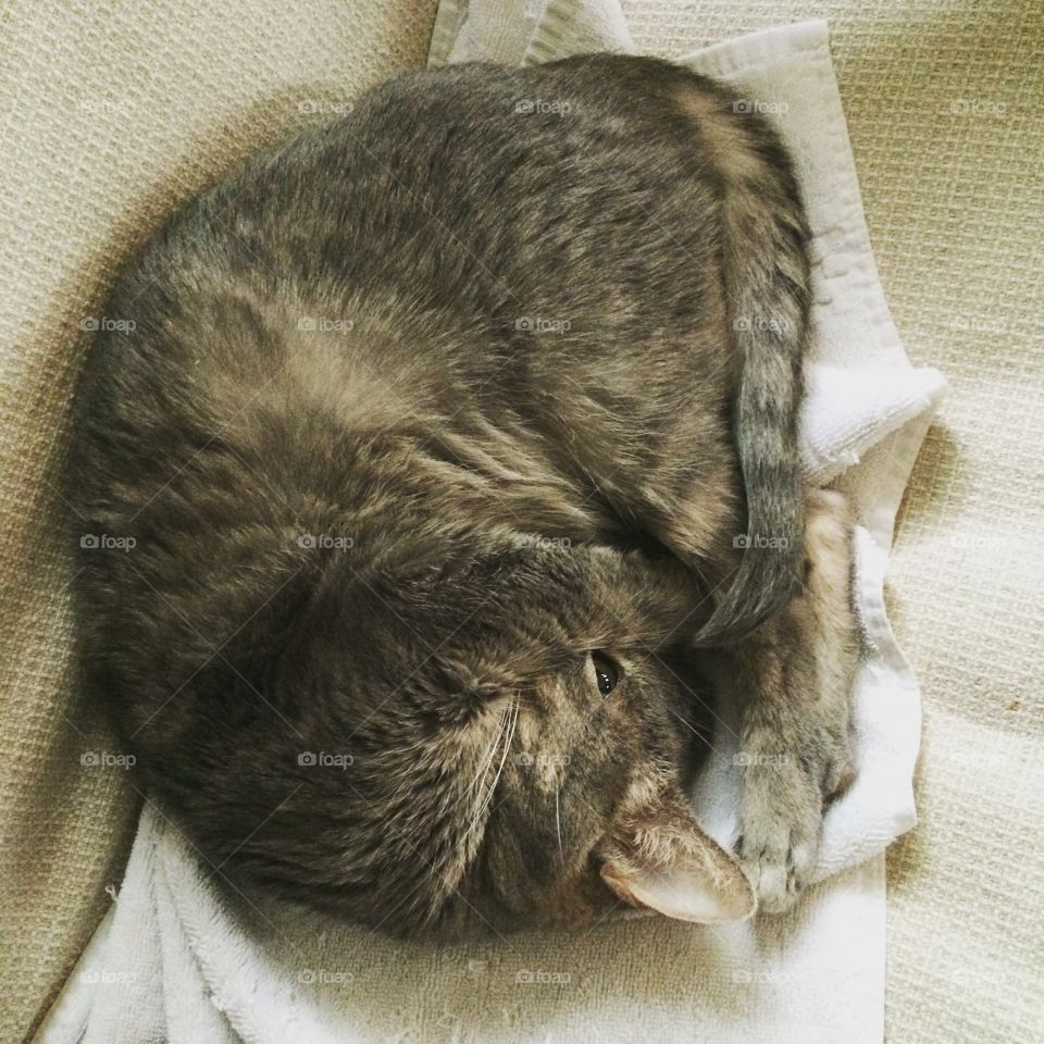 Comfy cat