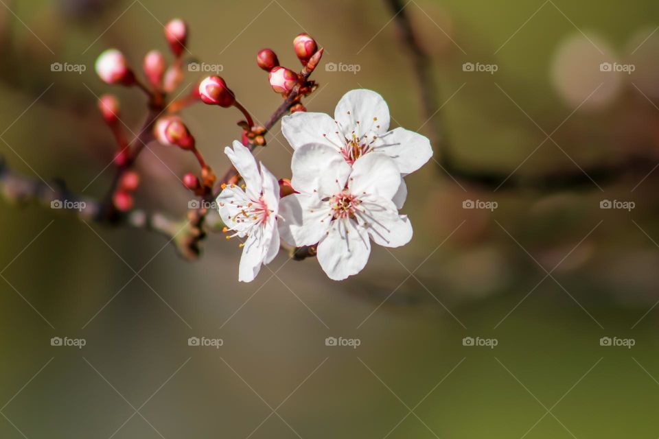 Tree flowers, spring time