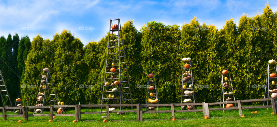 Squash display at a local pumpkin patch in the fall