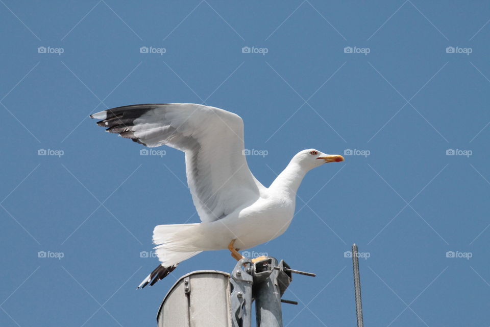 View of seagull