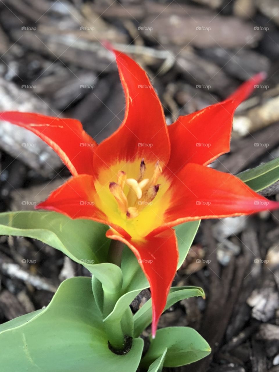 Tulip, red, yellow, spring, bright