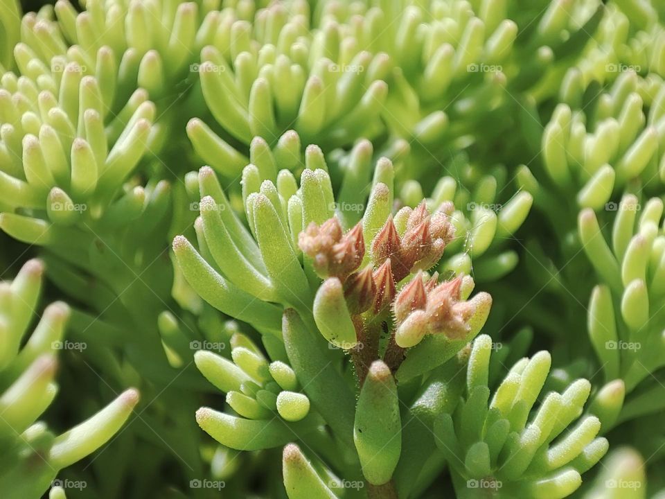 Macro photo of green grass growing in the garden