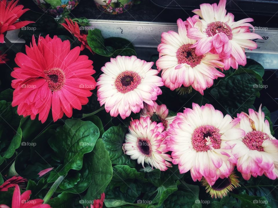 Color day outdoor nature greens wild street day