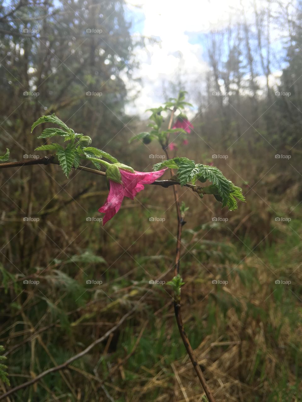 Early salmonberry flowers in the forest of the Pacific Northwest in the spring. 