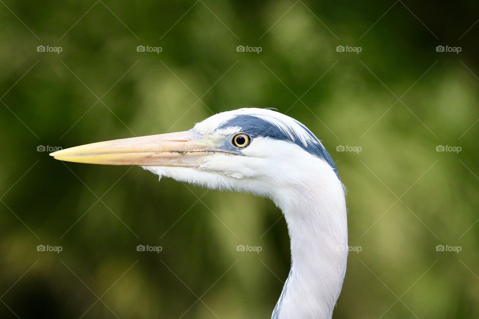 Gray heron