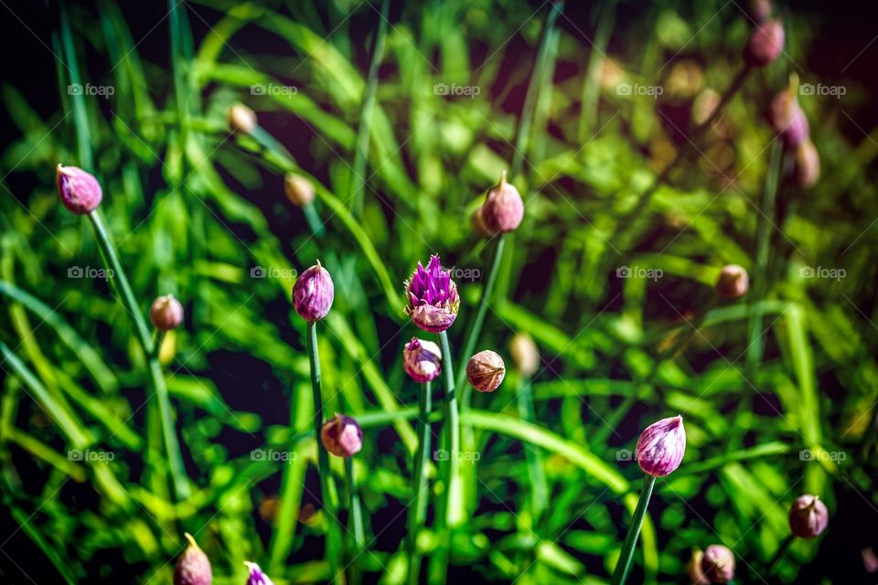 Chive Blossoms
