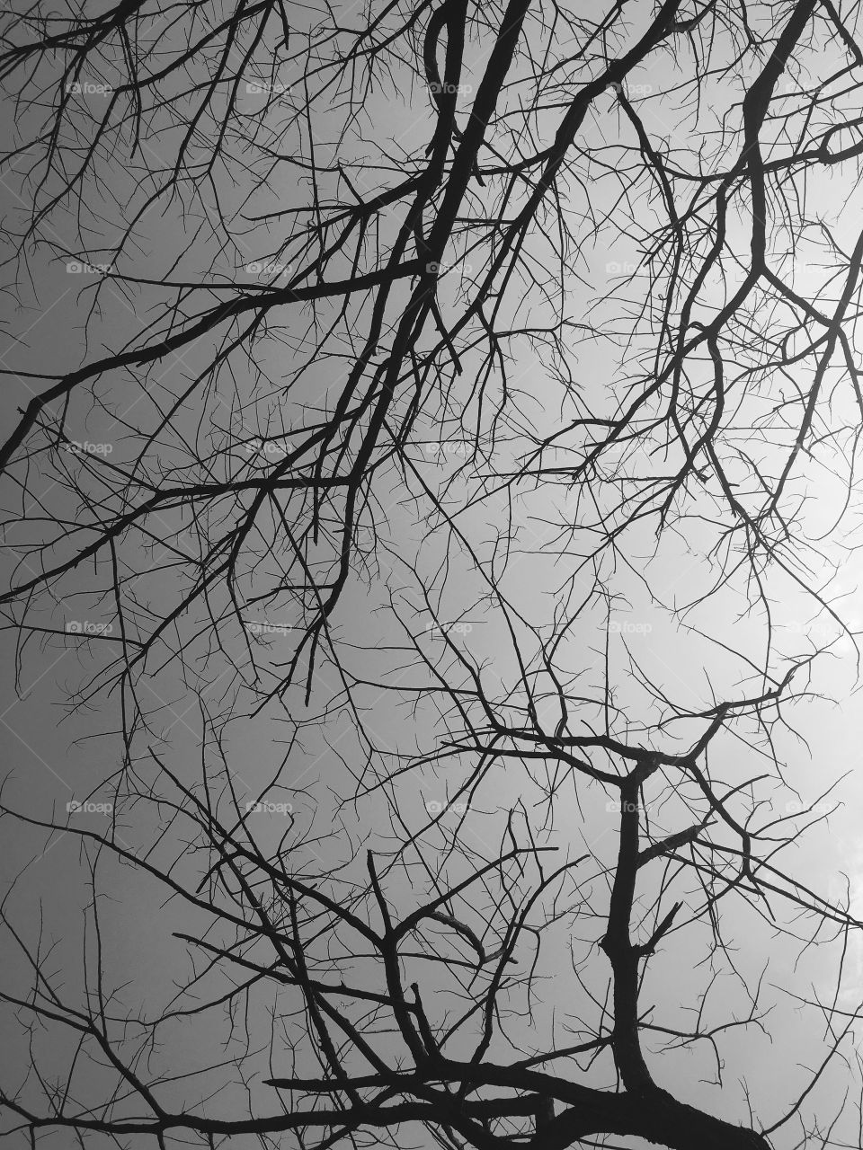 Spooky Tree Branches in Black and White