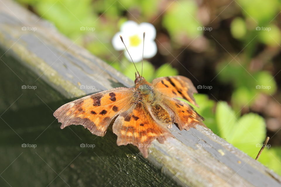 Close-up of butterfly