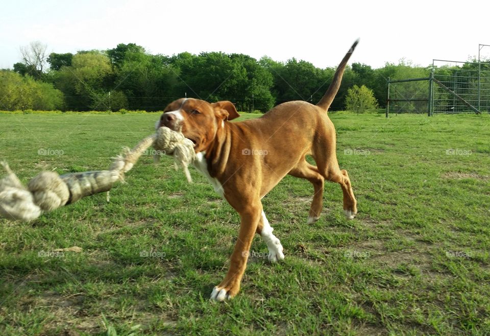 A young puppy dog runs thru a green grass field with a rope bone in her mouth in spring