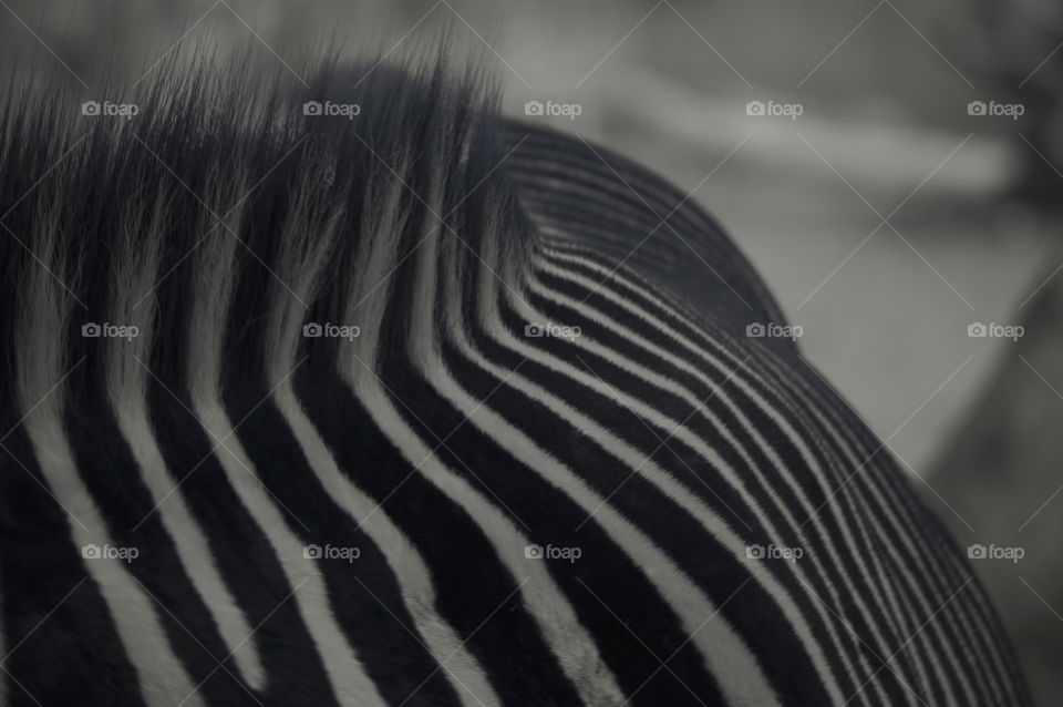 Stripes. Zebra, San Diego Zoo