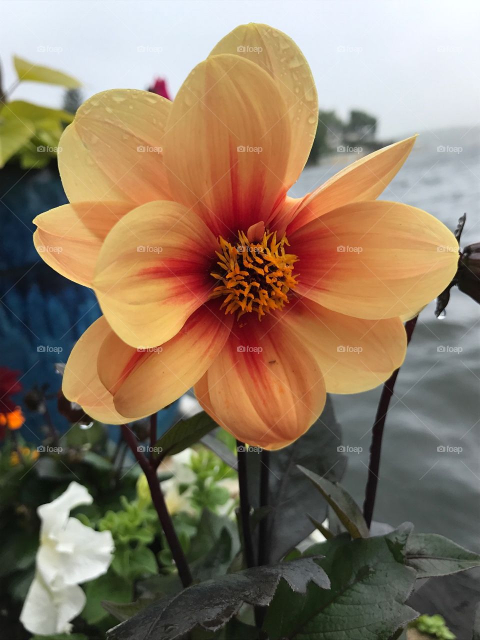 orange and red flower by a lake