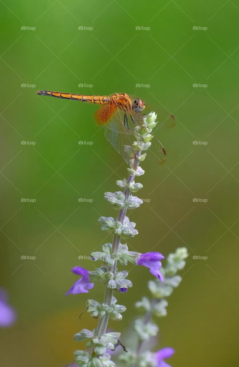 dragonfly