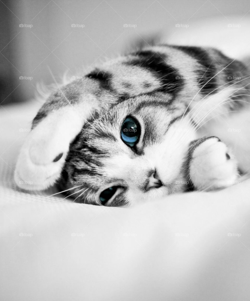 A blue-eyed kitten is relaxing very packed.