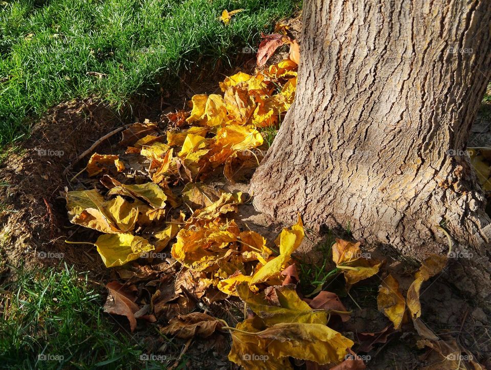 King of the seasons ,
Don't think Fall is common or simple .
It's lunatic union between the leaf and the light . The leaf has lovely become same colour like the sun.