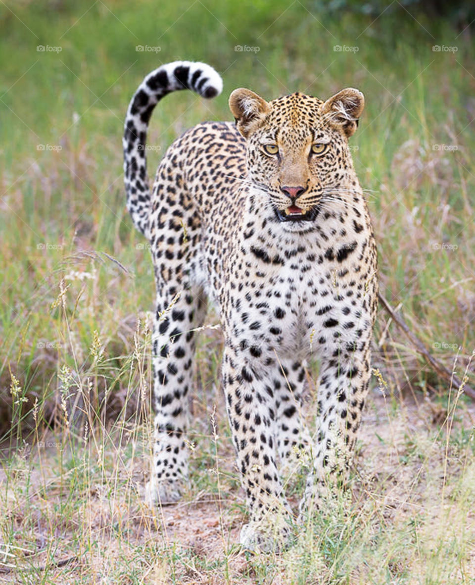 Timbavati, South Africa wildlife