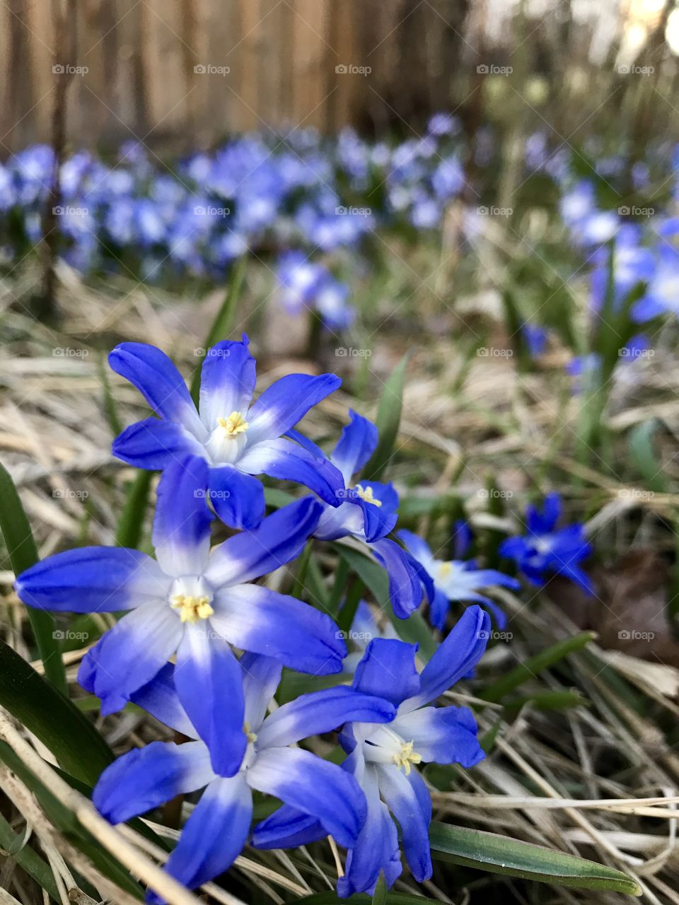 Blue Spring flowers