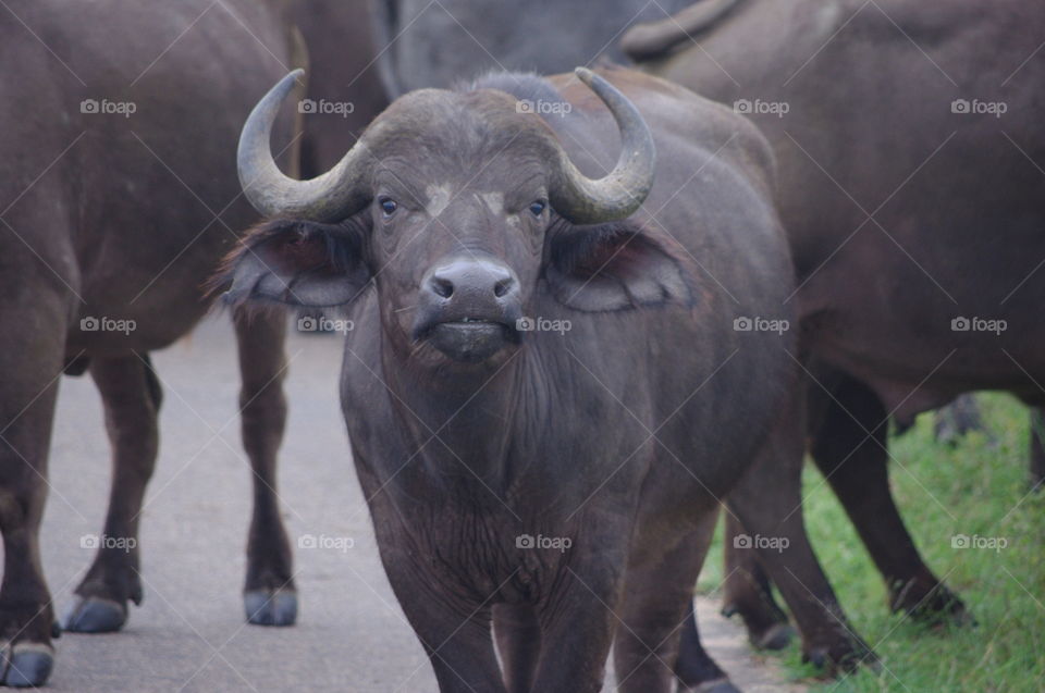 Buffaloes on South Africa