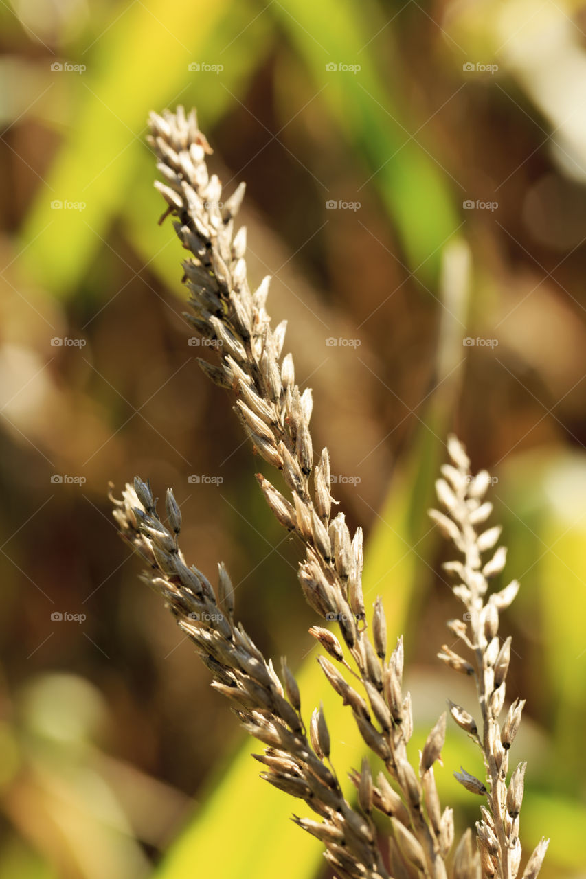 Cornfield