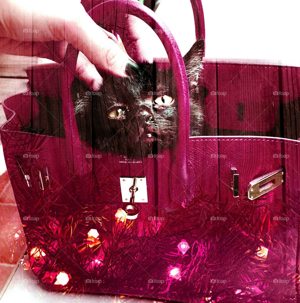 cat , bag, board, key, Hunger, Colour, digital, capture, original, eyes, mouth, Shadow,