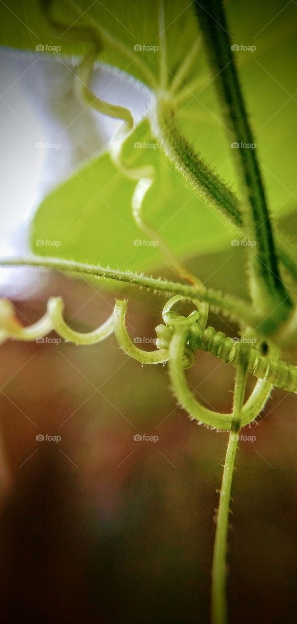tendril