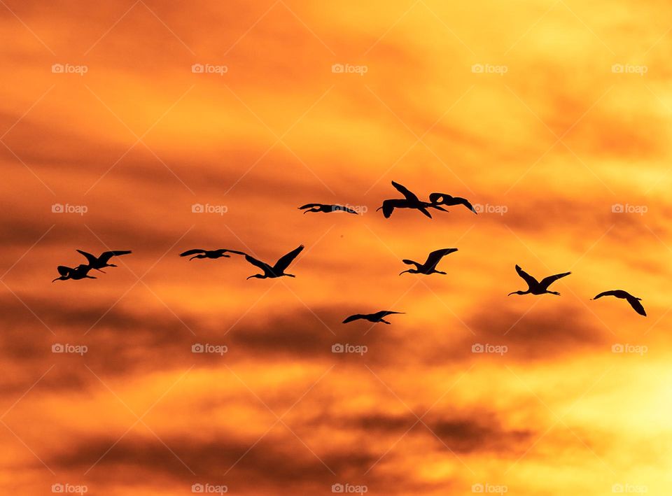 Birds flock - new morning - sun rise in a autumn season 