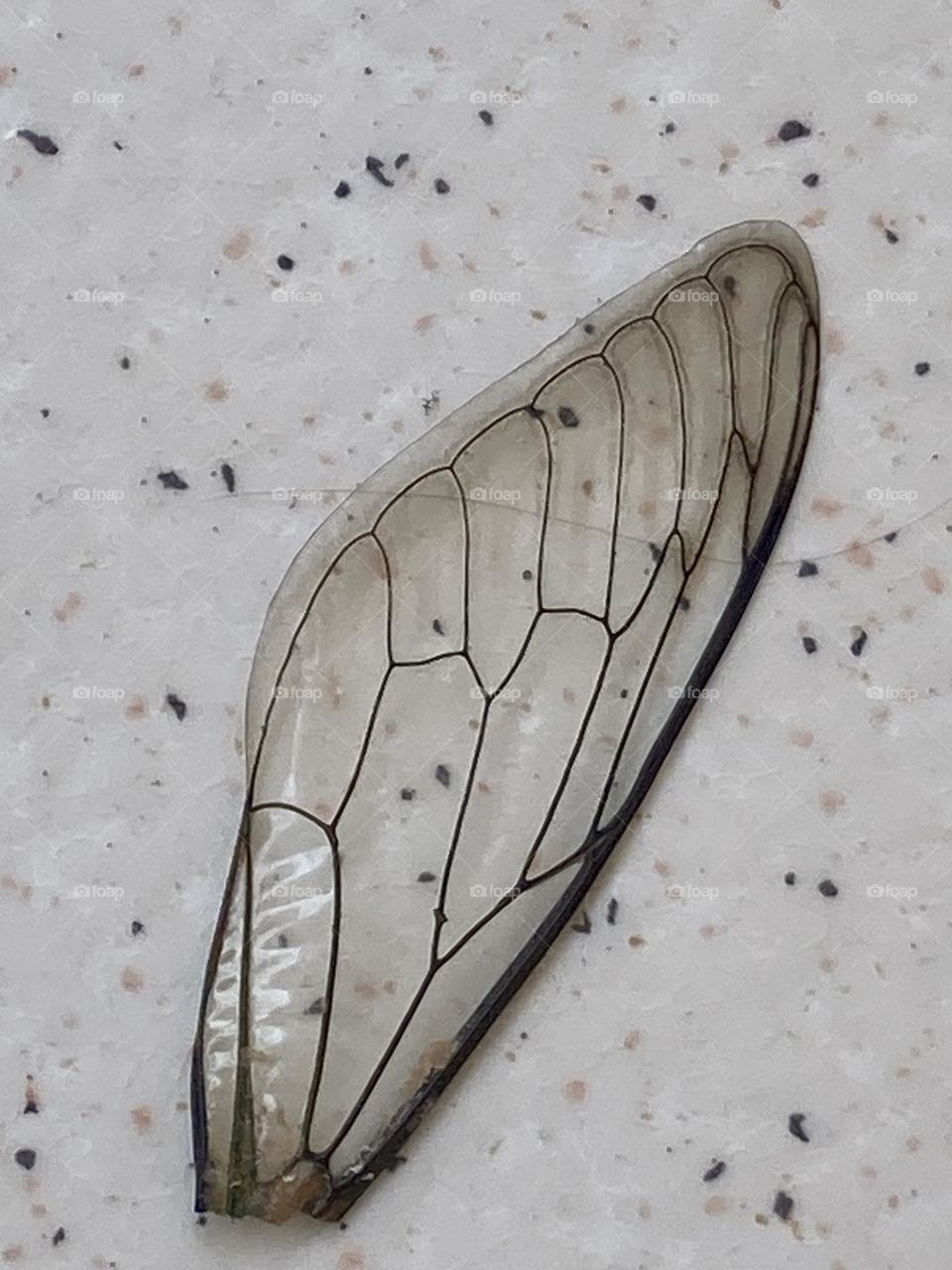 Asa transparente de um inseto encontrada sobre um piso de cor creme com pontinhos escuros.