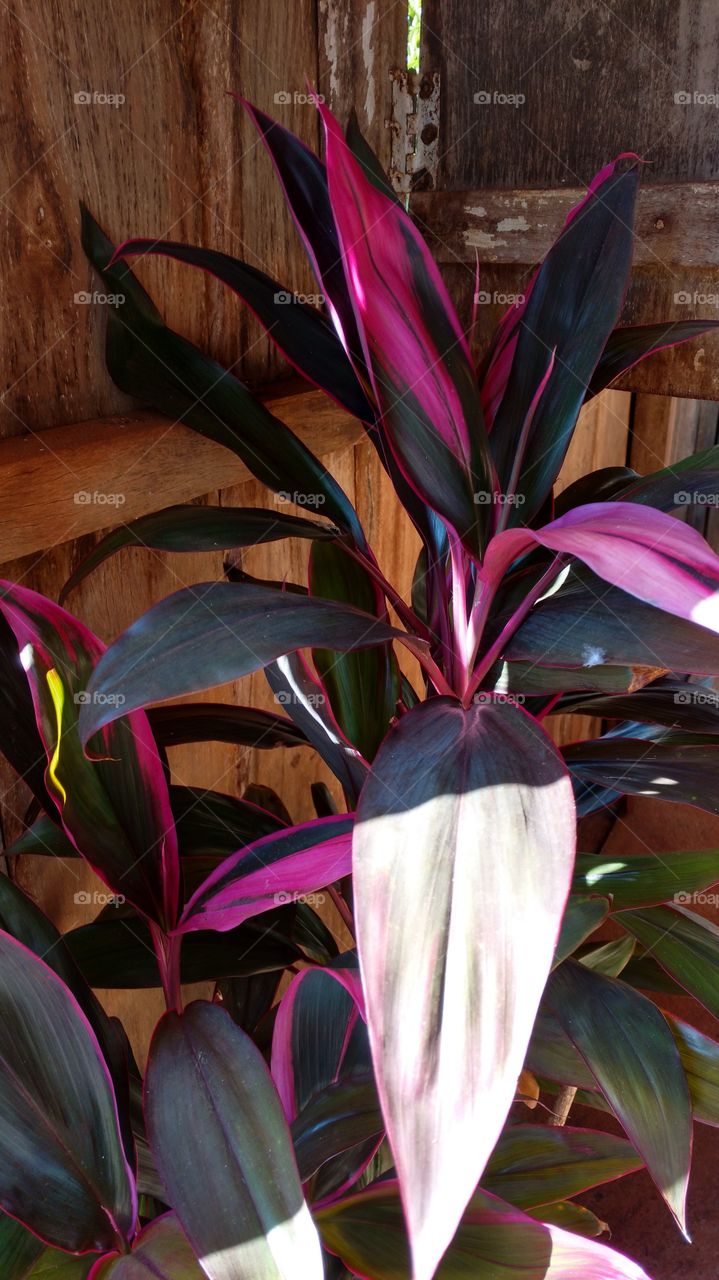 Folhagens escuras, com cores roxas e negras e fundo de parede de tábuas.