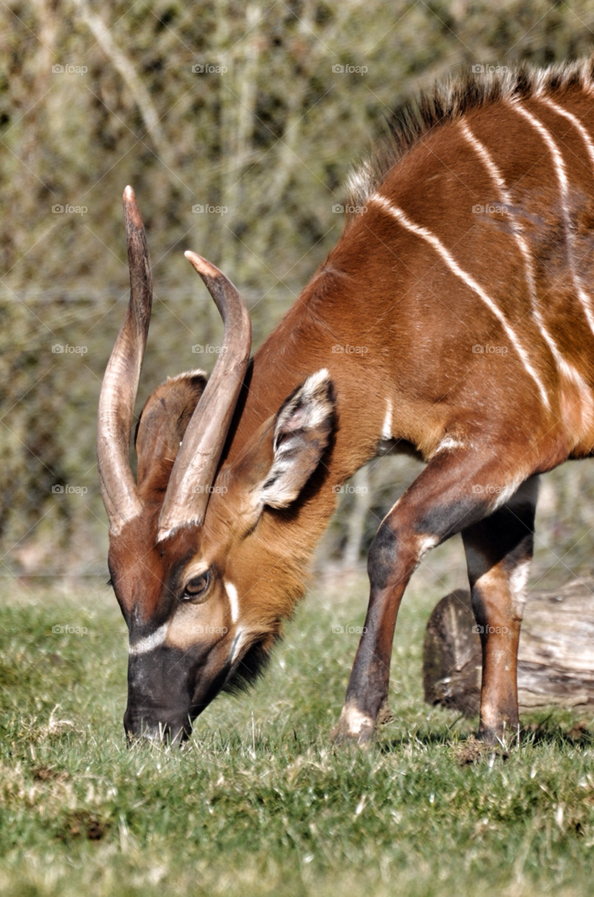 bongo antelope marwell zoo by welshdragon