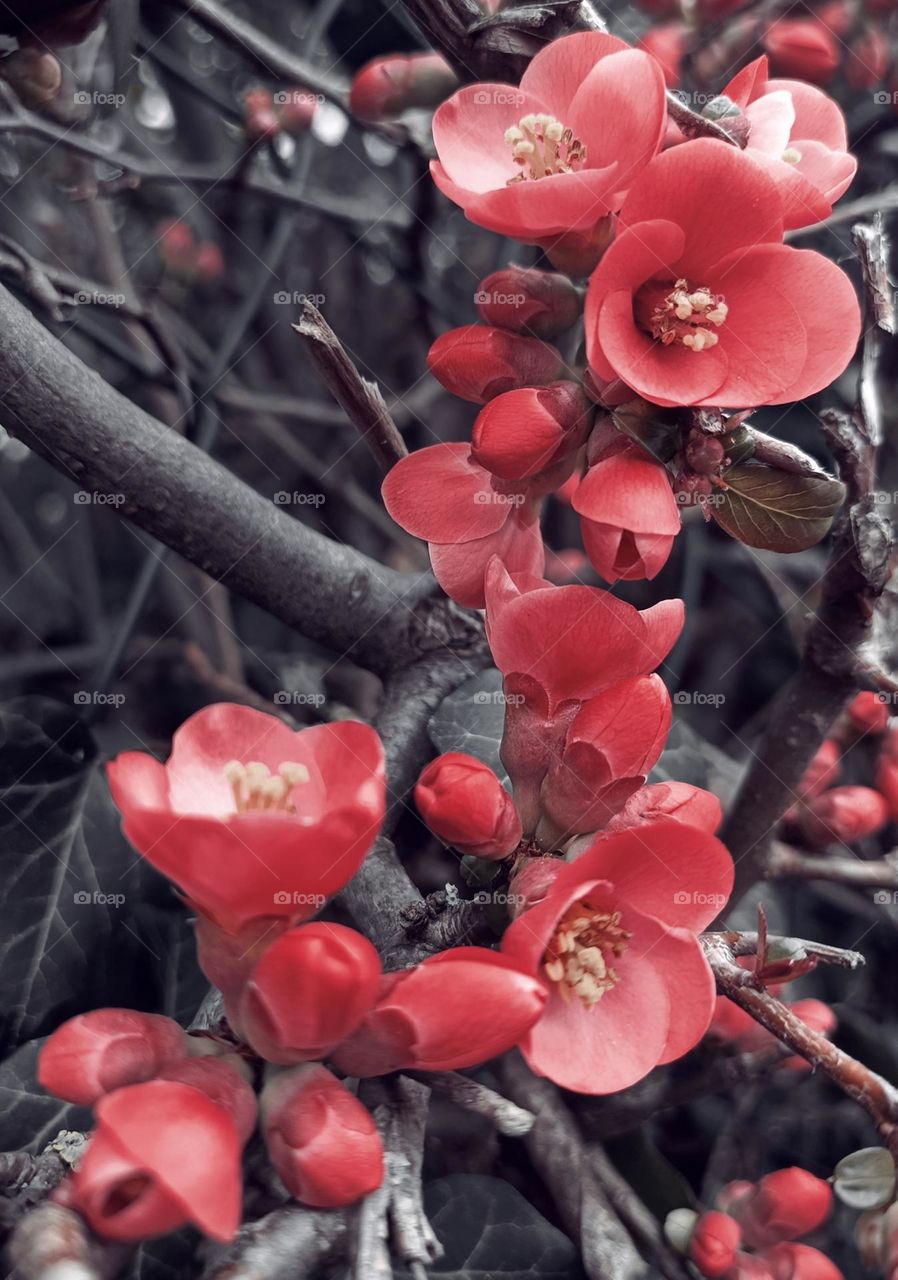 Close-up of a leafless branch full of red quince shrub blossoms in front a grey background