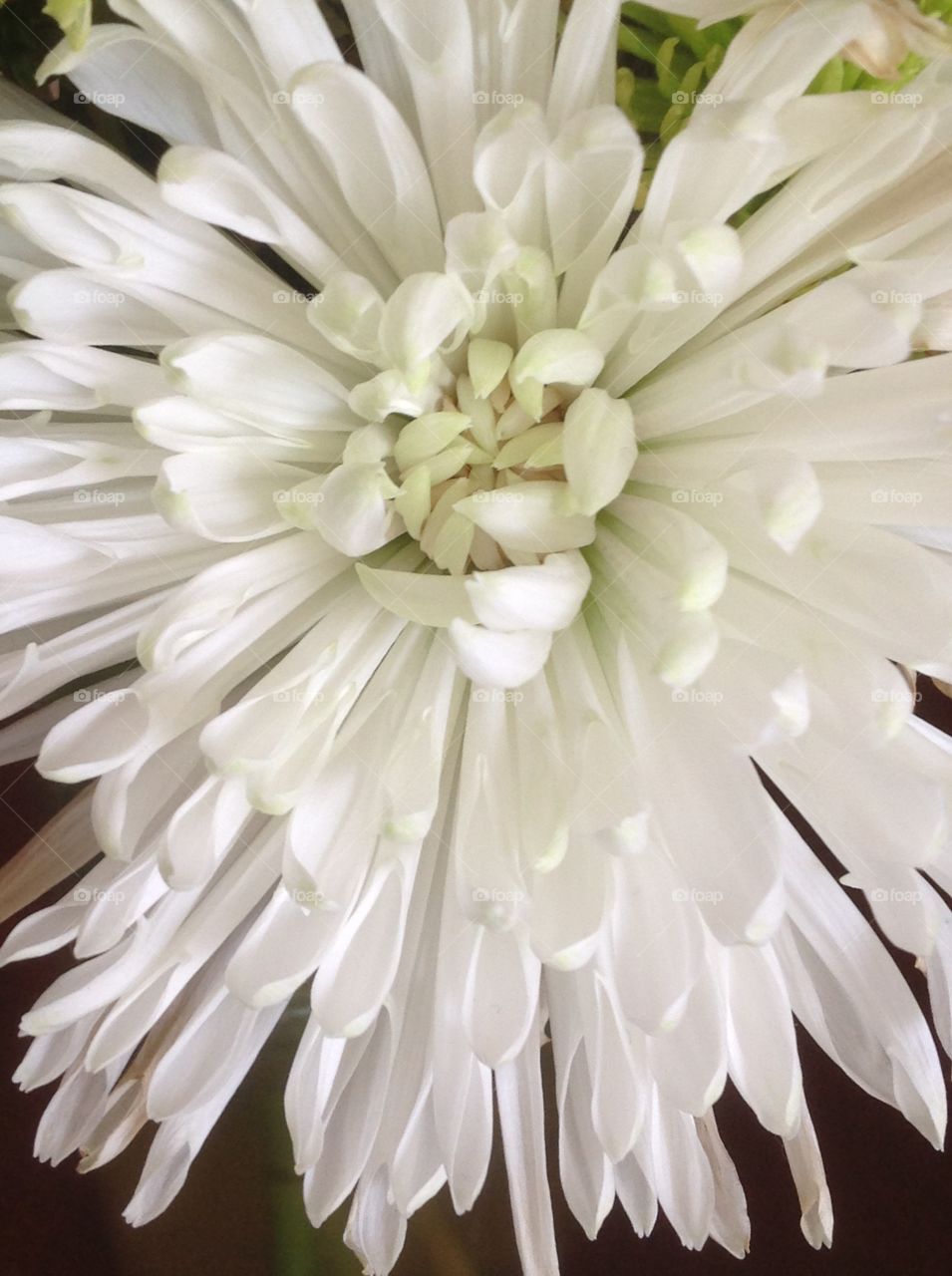 A close up of a beautiful pure white daisy in bloom.